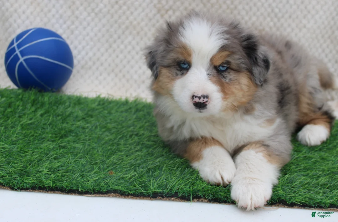 Australian Shepherd dogs for sale: sport - Ad 3
