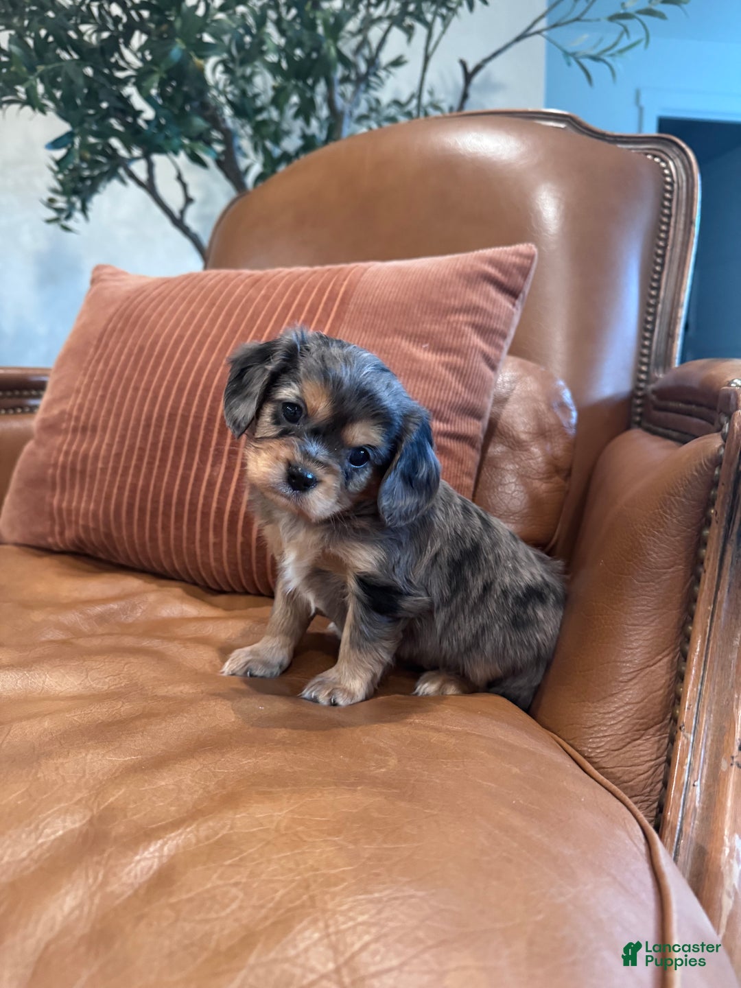Mixed Breed dogs for sale: Mixed Breed Puppy 1 - Ad 2