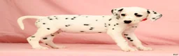 Dalmatian dogs for sale: Tulip - Ad 5