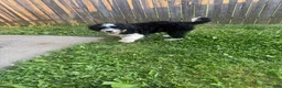 Mini Bernedoodle dogs for sale: Mini Bernedoodle Princess - Ad 5
