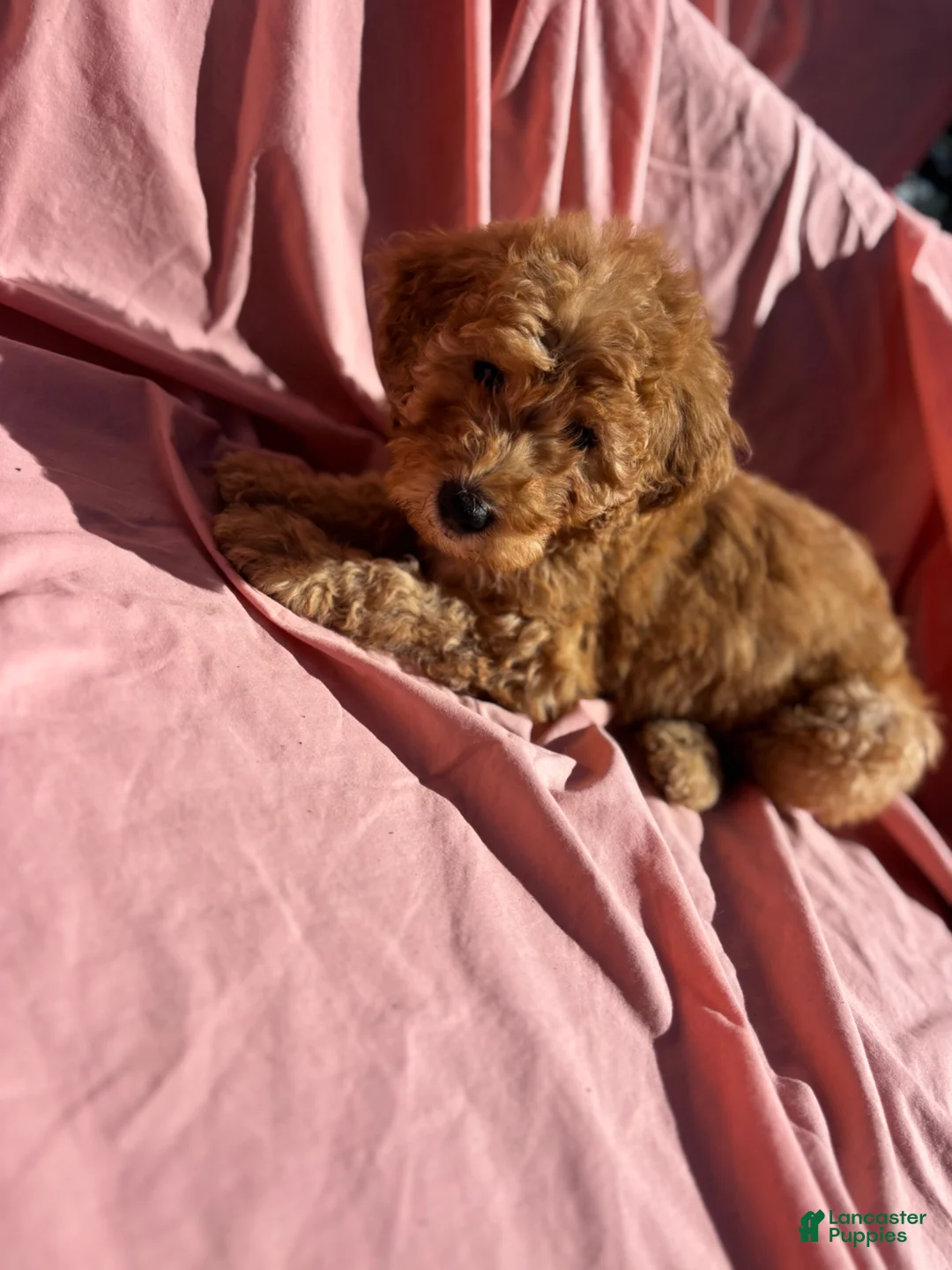 Bernedoodle dogs for sale: Bernedoodle Puppy 4 - Ad 15