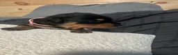 Rottweiler dogs for sale: Samaya - Ad 4