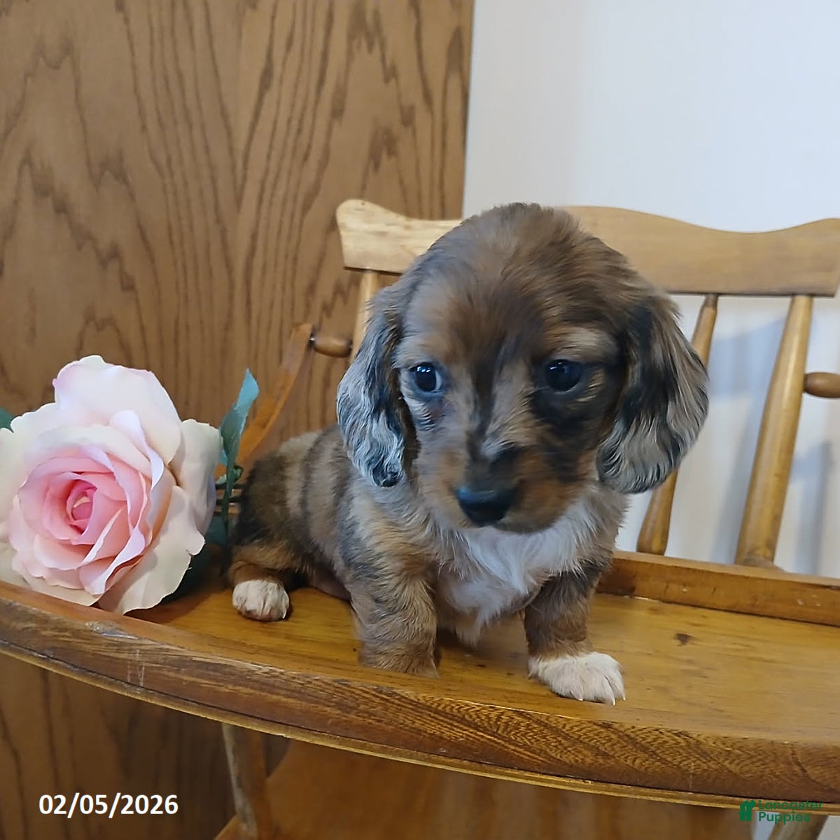Miniature Dachshund dogs Darling - Ad 2