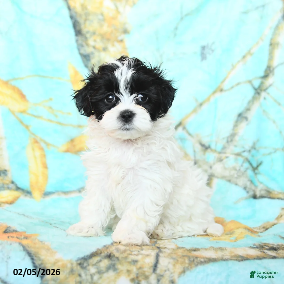 Shihpoo dogs for sale: Cassie   - Ad 2