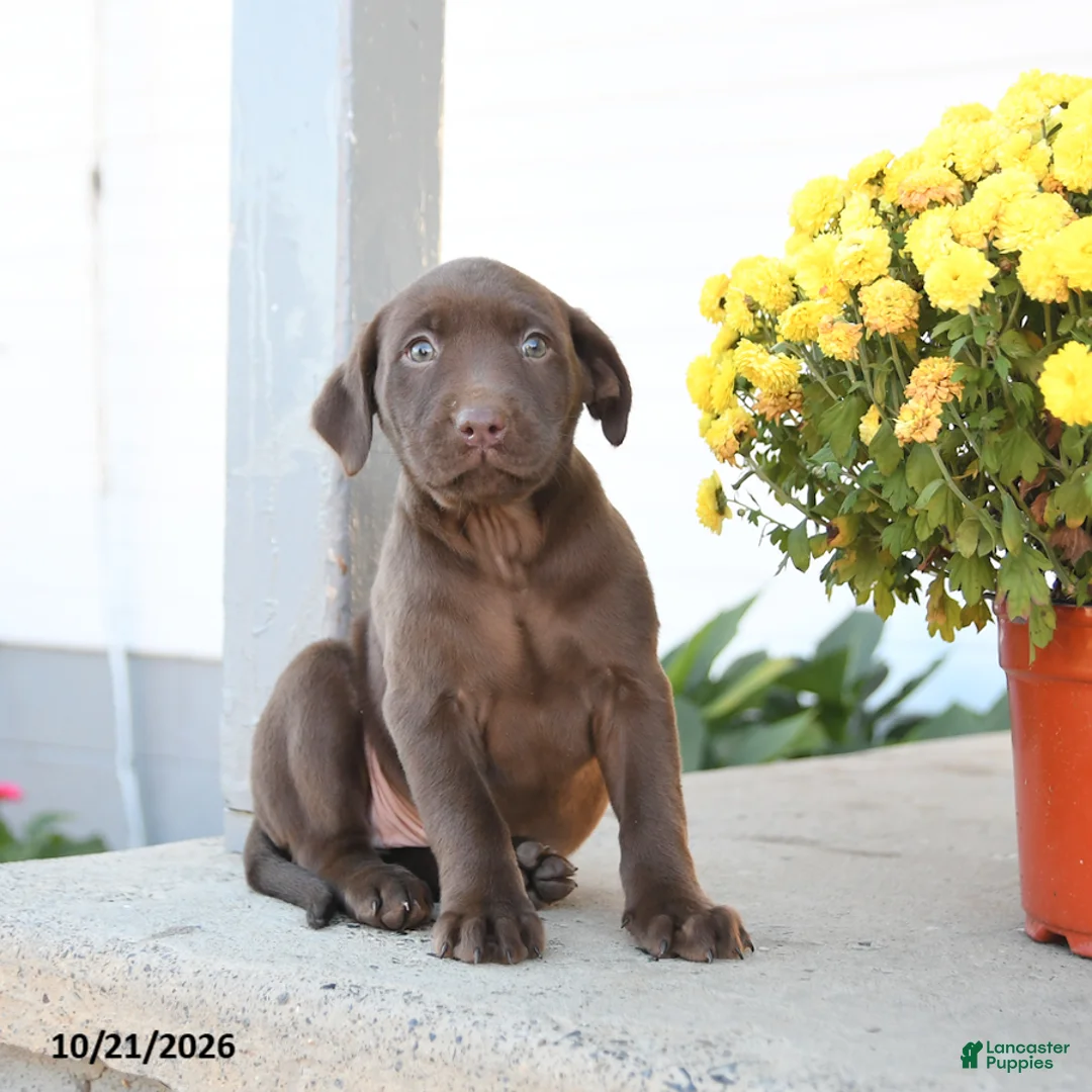 Labrador Retriever dogs for sale: London - Ad 3