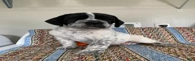 Gabe