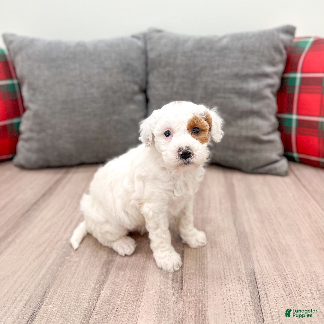 Goldendoodle dogs for sale: Sarah - Ad 7