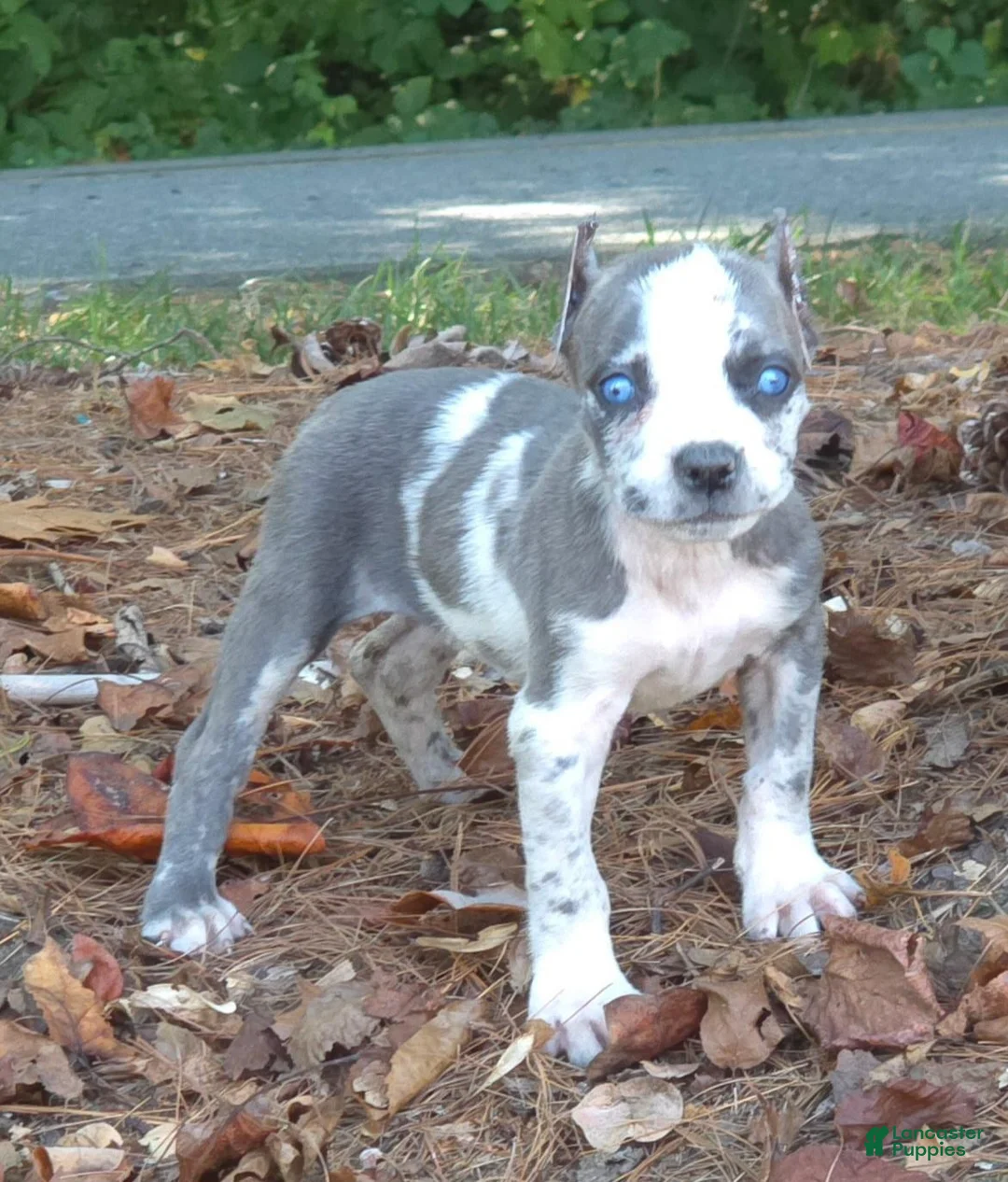 Cane Corso dogs for sale: Sand Clouds - Ad 6
