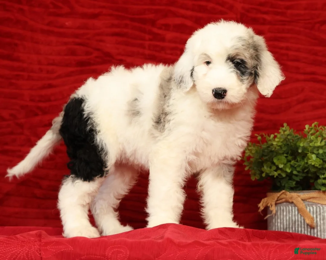 Sheepadoodle dogs for sale: Sophia - Ad 2