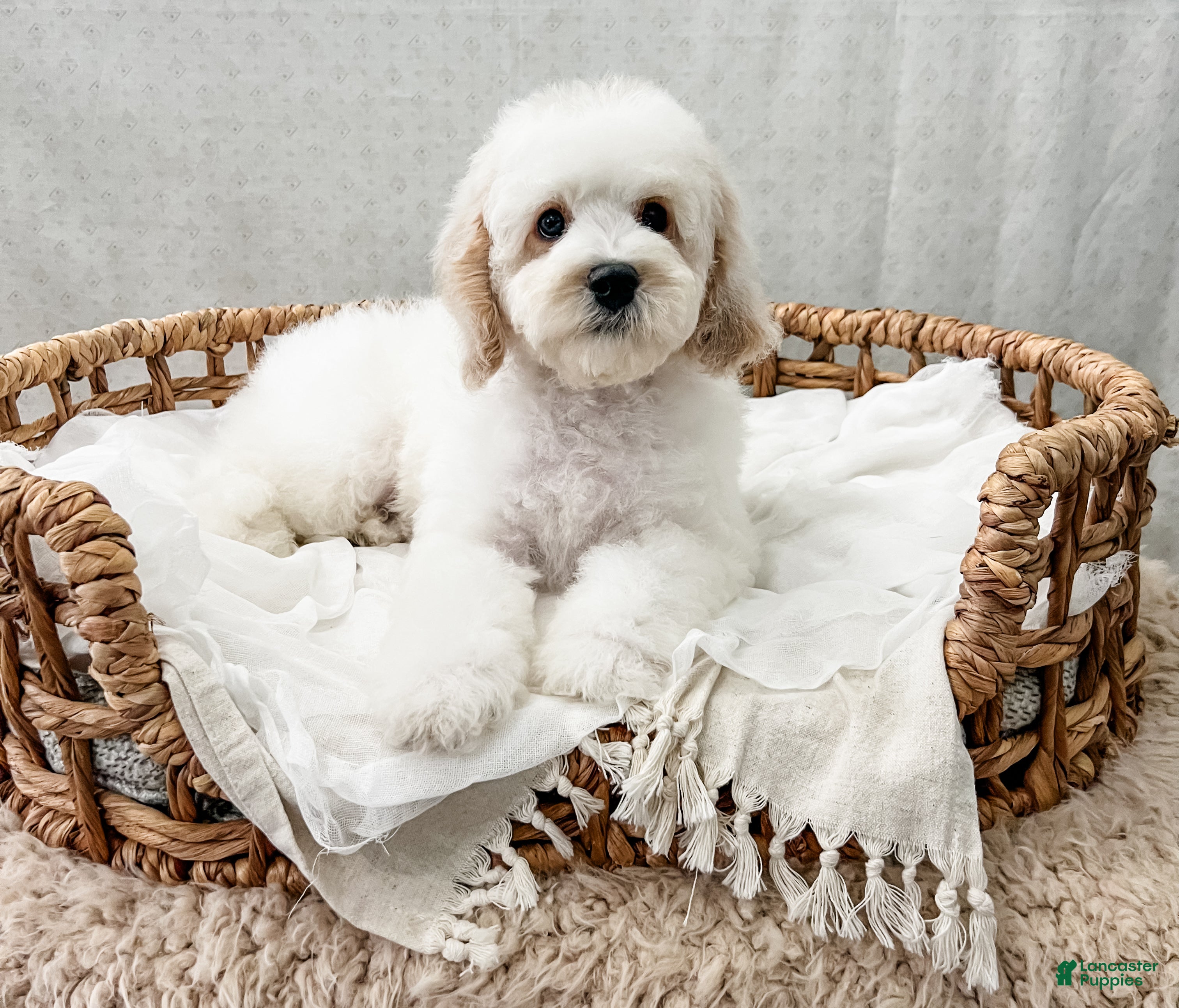 Cavapoo dogs for sale: Scout - Ad 2