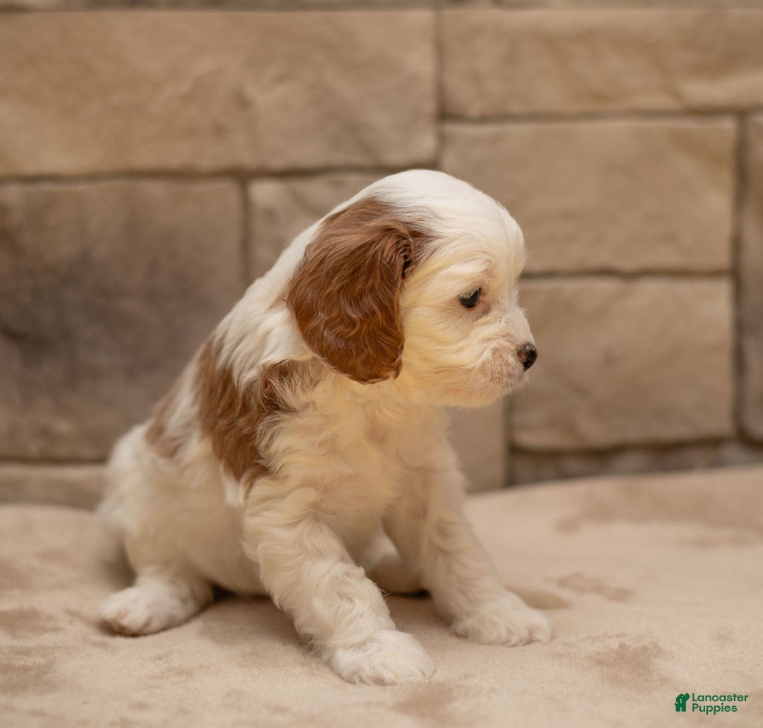 Cavapoo dogs for sale: Caramel - Ad 3