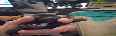 Chihuahua 2