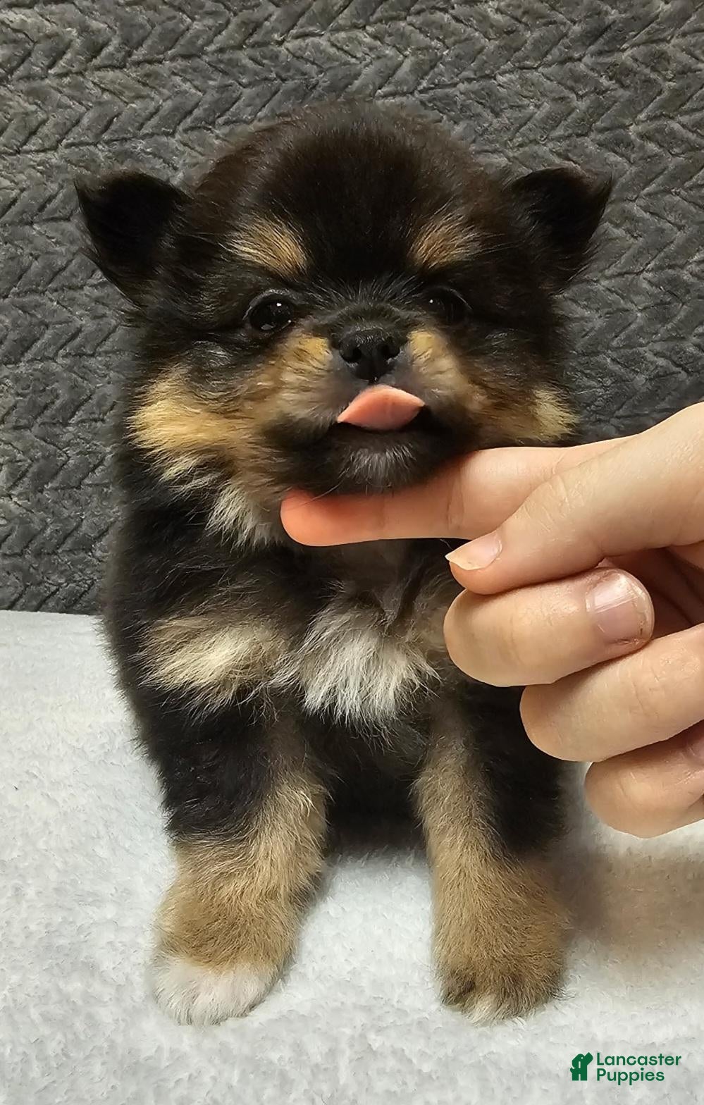 Pomeranian dogs for sale: Ares - Ad 33