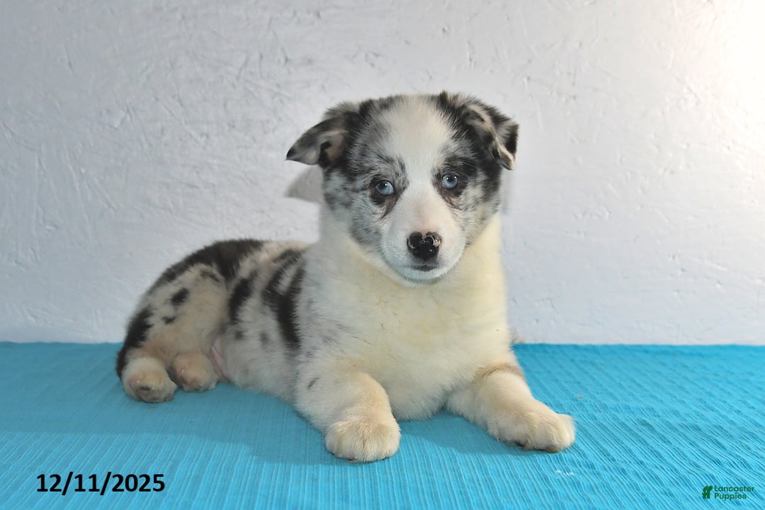 Mixed Breed dogs for sale: Tate - Ad 4