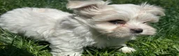 Maltese dogs for sale: Champ - Ad 5