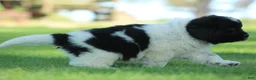 Newfoundland dogs for sale: Charlie  - Ad 7