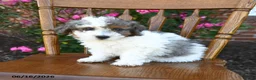 Miniature Poodle dogs for sale: Candy - Ad 4