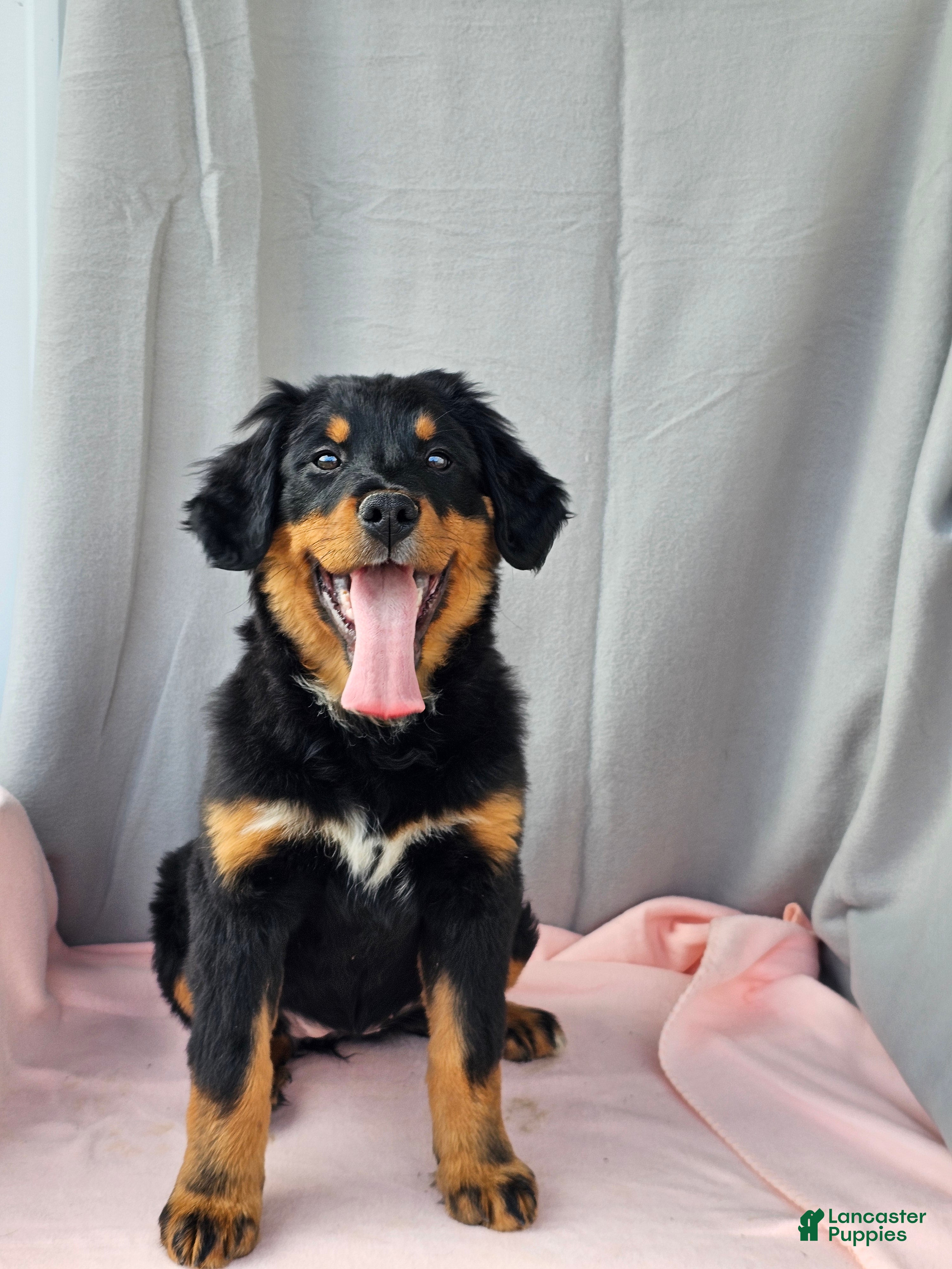 Mixed Breed dogs Poppi - Ad 2