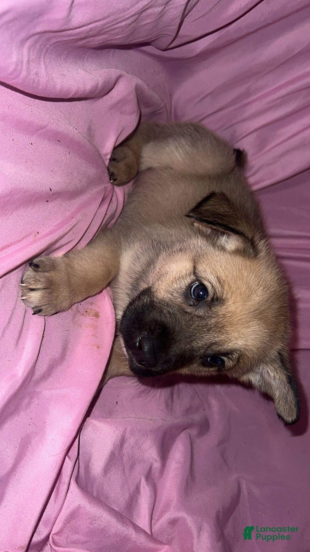 Mixed Breed dogs for sale: Boy 3 - Ad 5