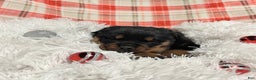 Rottweiler dogs for sale: Skye - Ad 4
