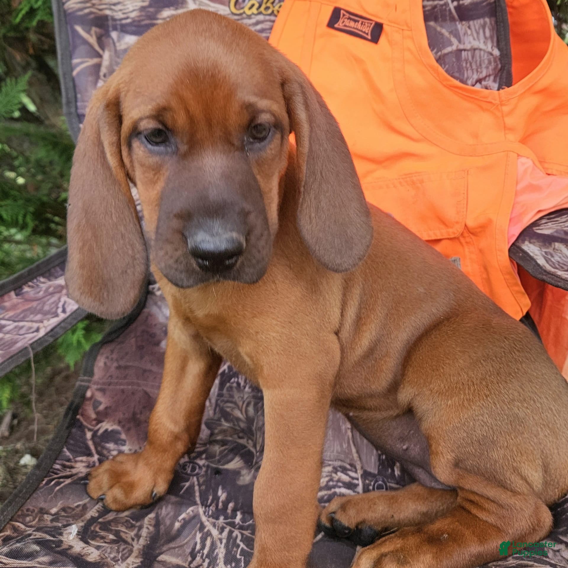 Walker Coonhound Coonhound Puppies For Sale Near Me Hound Puppies Ukc  Walker Coonhounds For Sale Walker, image size:1920x1920