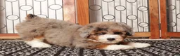 Mini Aussiedoodle dogs for sale: Buddy - Spunk F1B Mini Aussie Doodle  - Ad 4