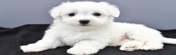 Maltese dogs for sale: Milo - Ad 6