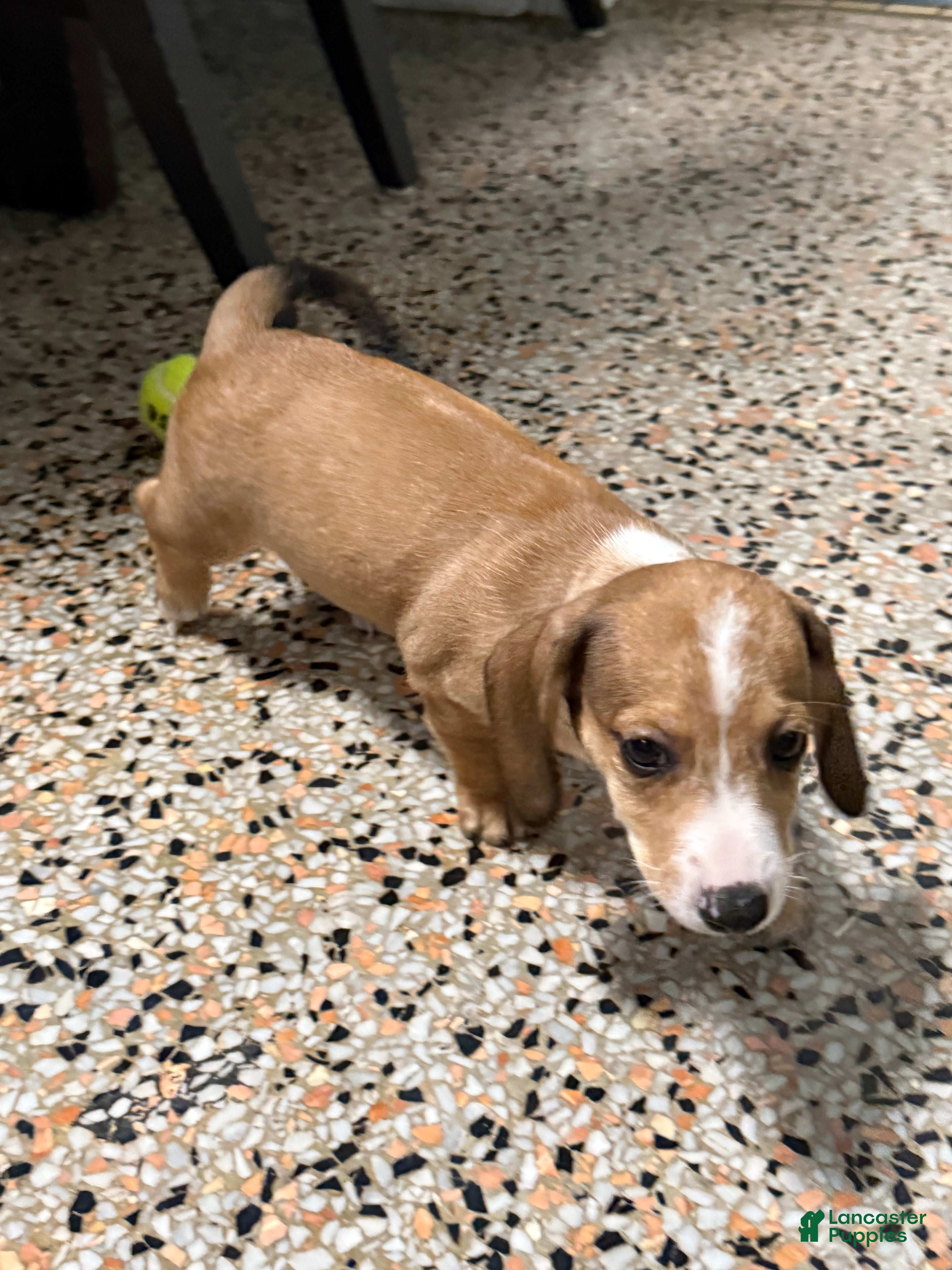 Mixed Breed dogs Bruce - Ad 2