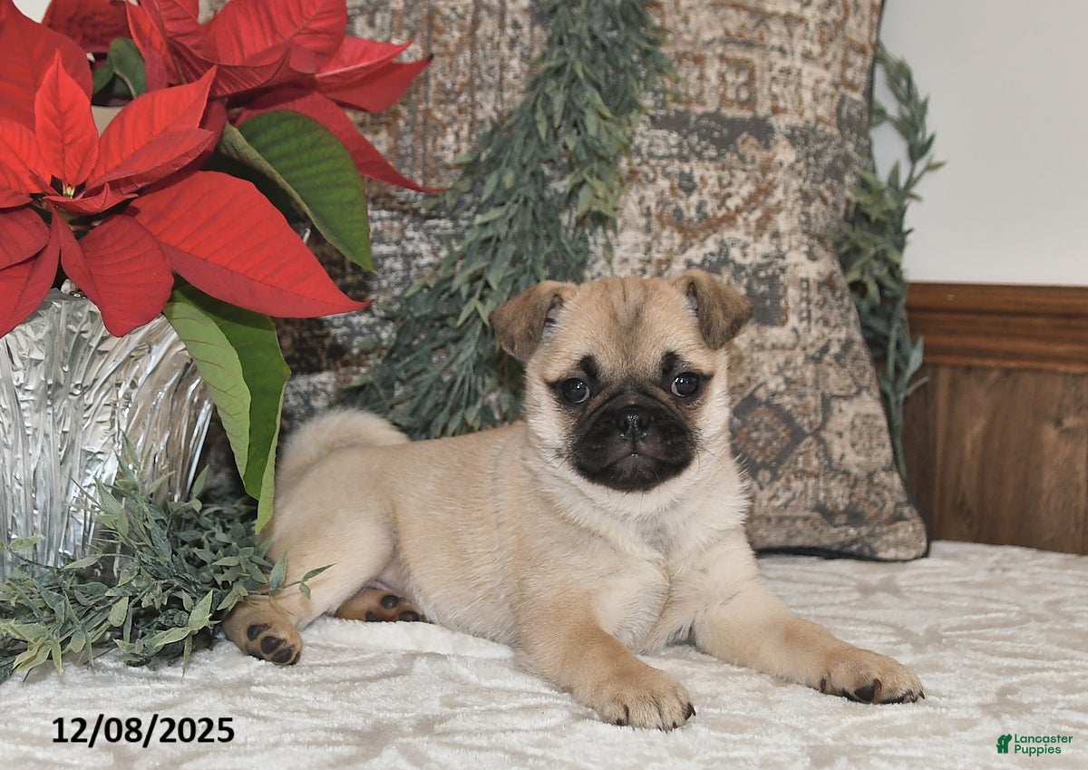 Mixed Breed dogs Snowflake - Ad 13