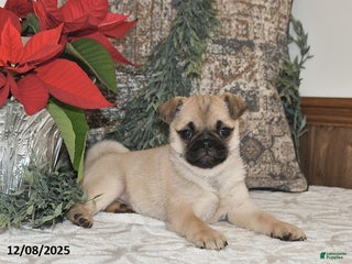 Mixed Breed dogs Snowflake - Ad 27