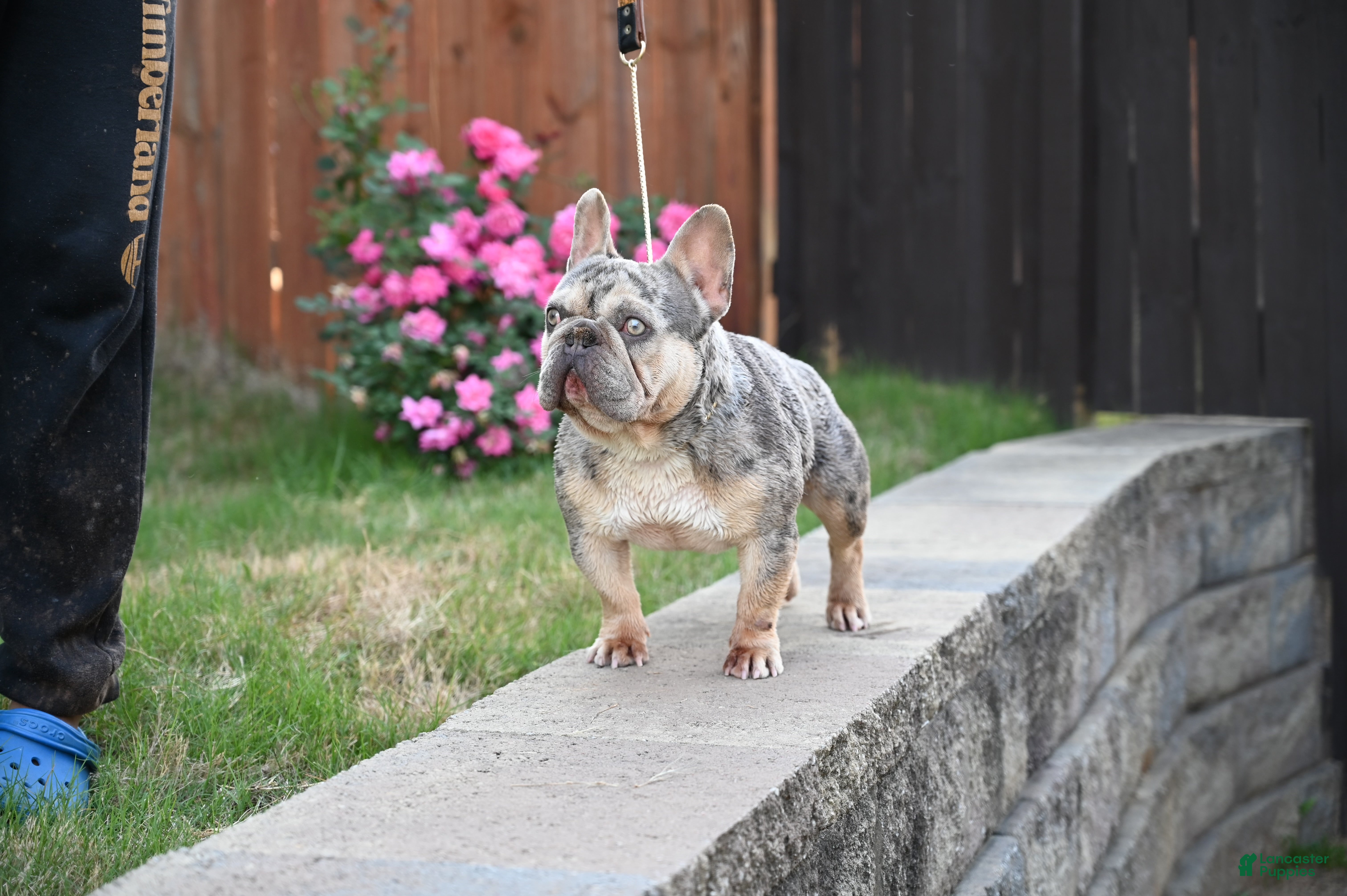 French Bulldog dogs for sale: French Bulldog Puppy 4 - Ad 1