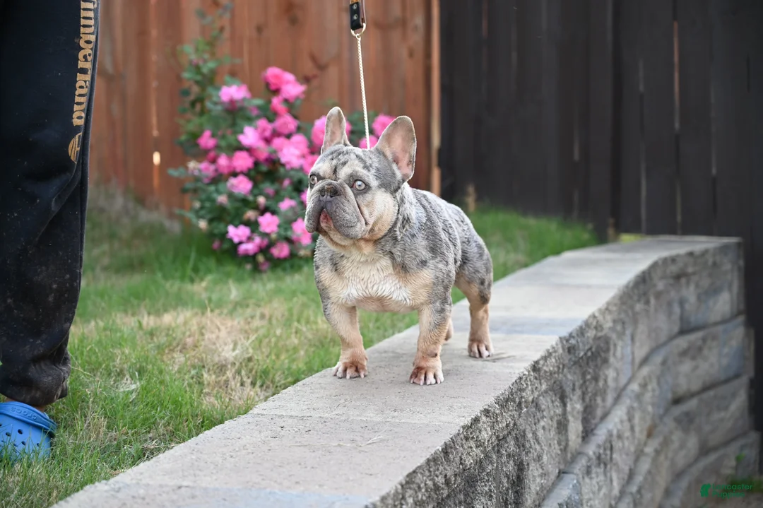 French Bulldog dogs for sale: French Bulldog Puppy 4 - Ad 1