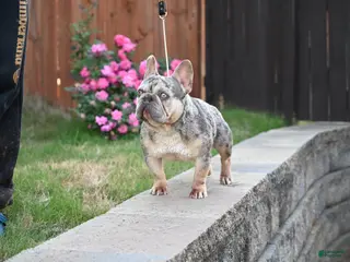 French Bulldog dogs for sale: French Bulldog Puppy 4 - Ad 1