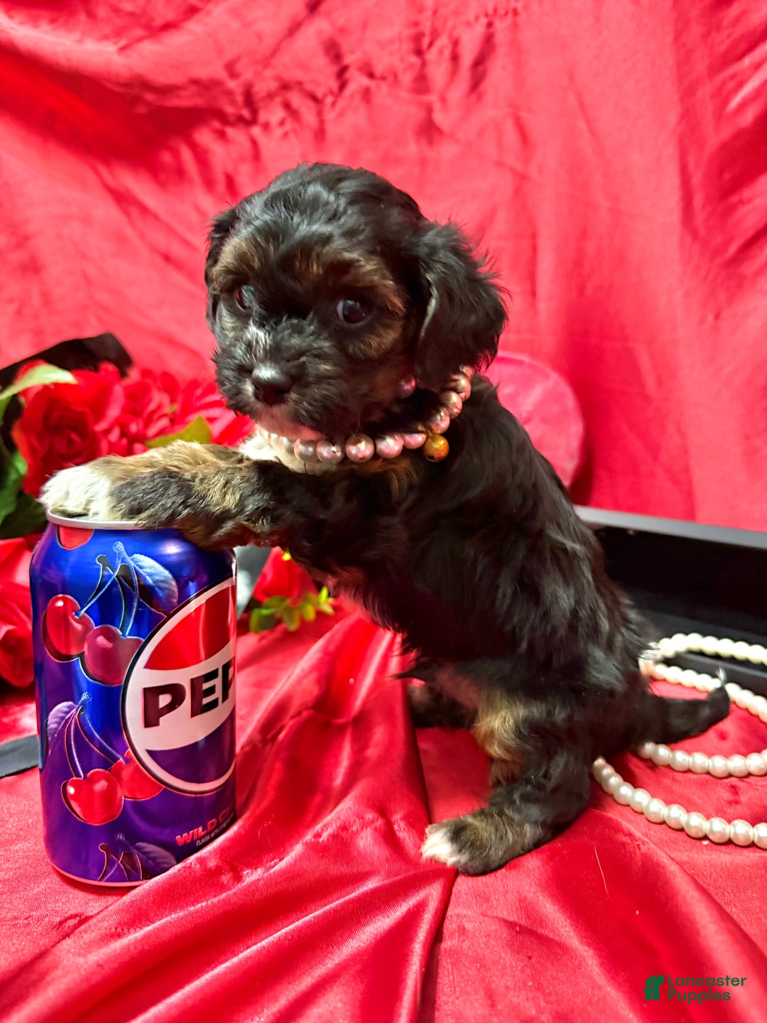 Yorkiepoo dogs for sale: York - Ad 6