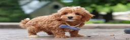Maltipoo dogs for sale: Leo - Ad 9