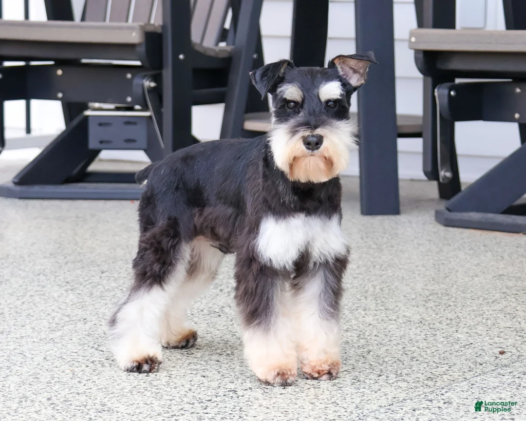 Miniature Schnauzer dogs for sale: Hannah - Ad 6