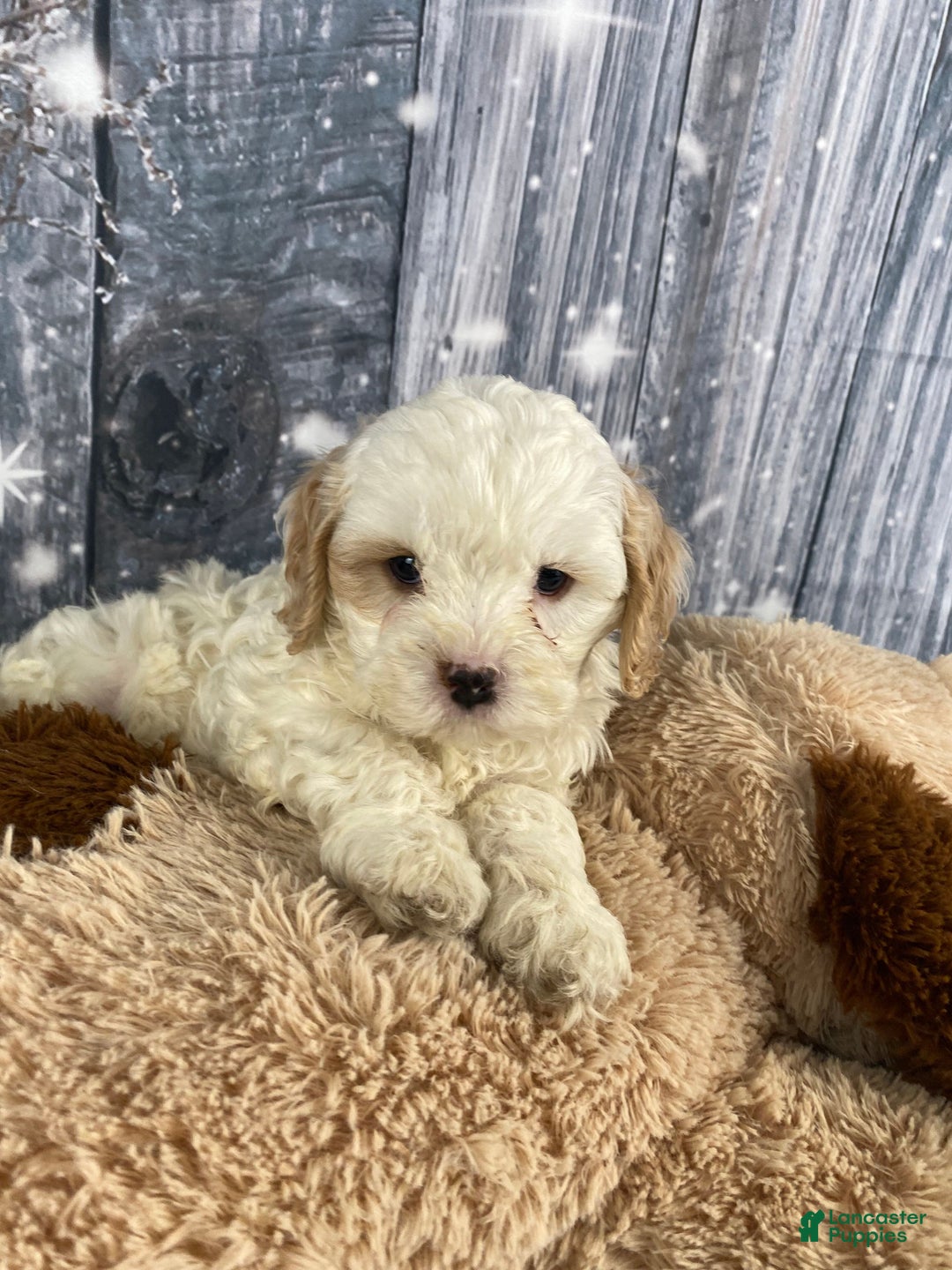 Cavapoo dogs for sale: Jenna - Ad 5