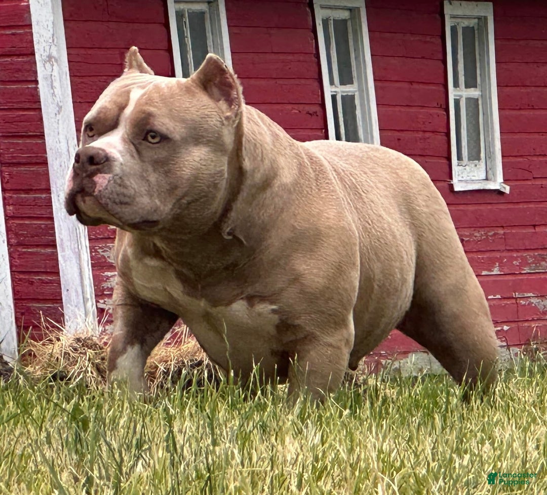 American Bully dogs for sale: Whisper  - Ad 3