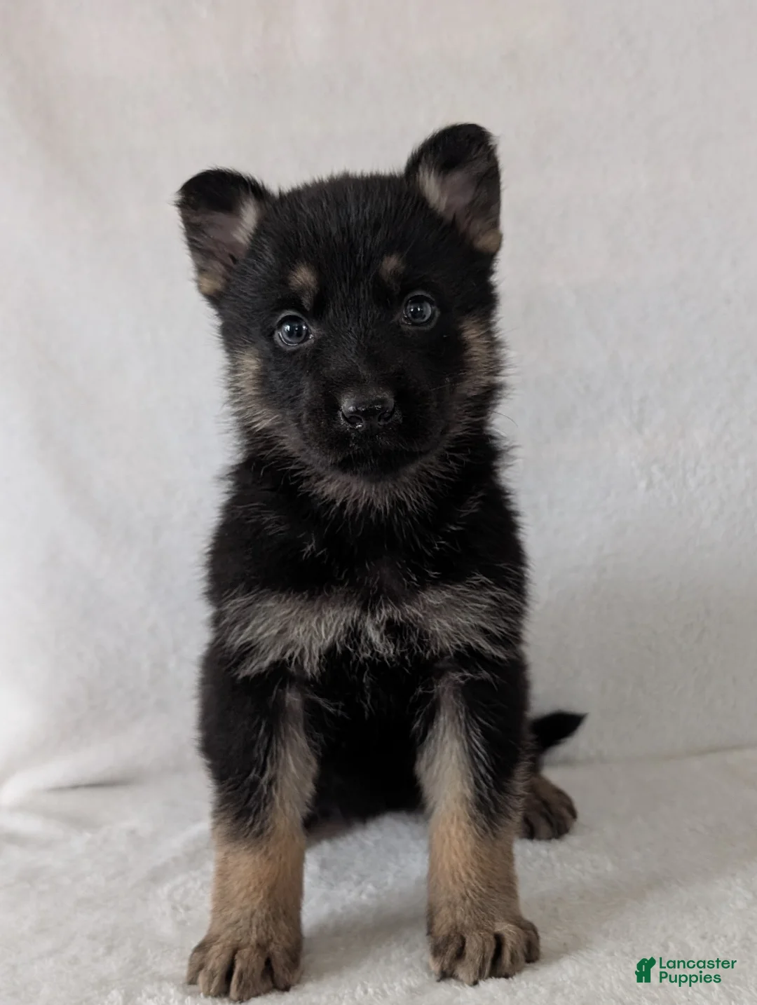 German Shepherd dogs for sale: Issie - Ad 1
