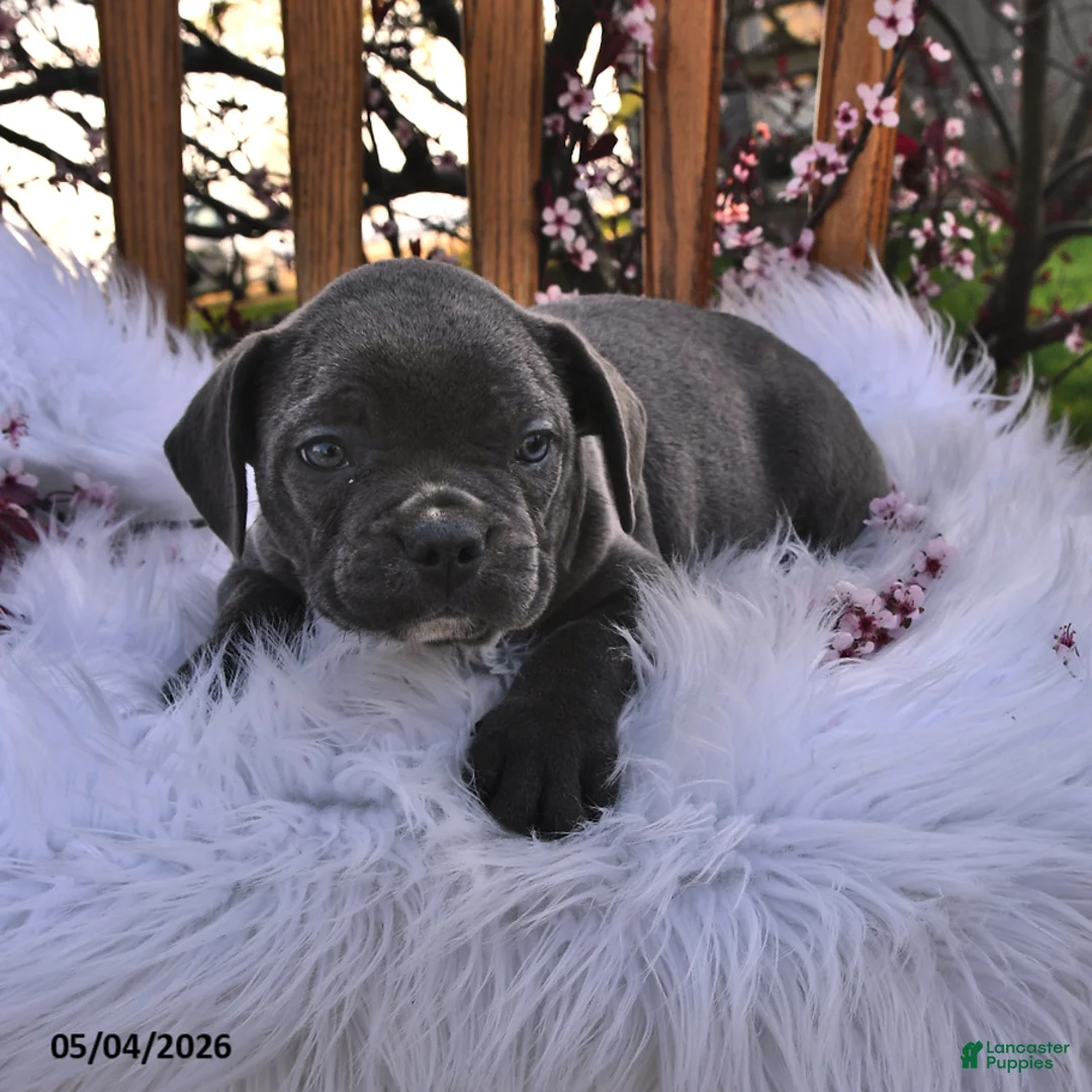 Frenchton dogs for sale: Ranger - Ad 2