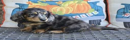 Miniature Dachshund dogs for sale: Drover - Ad 2