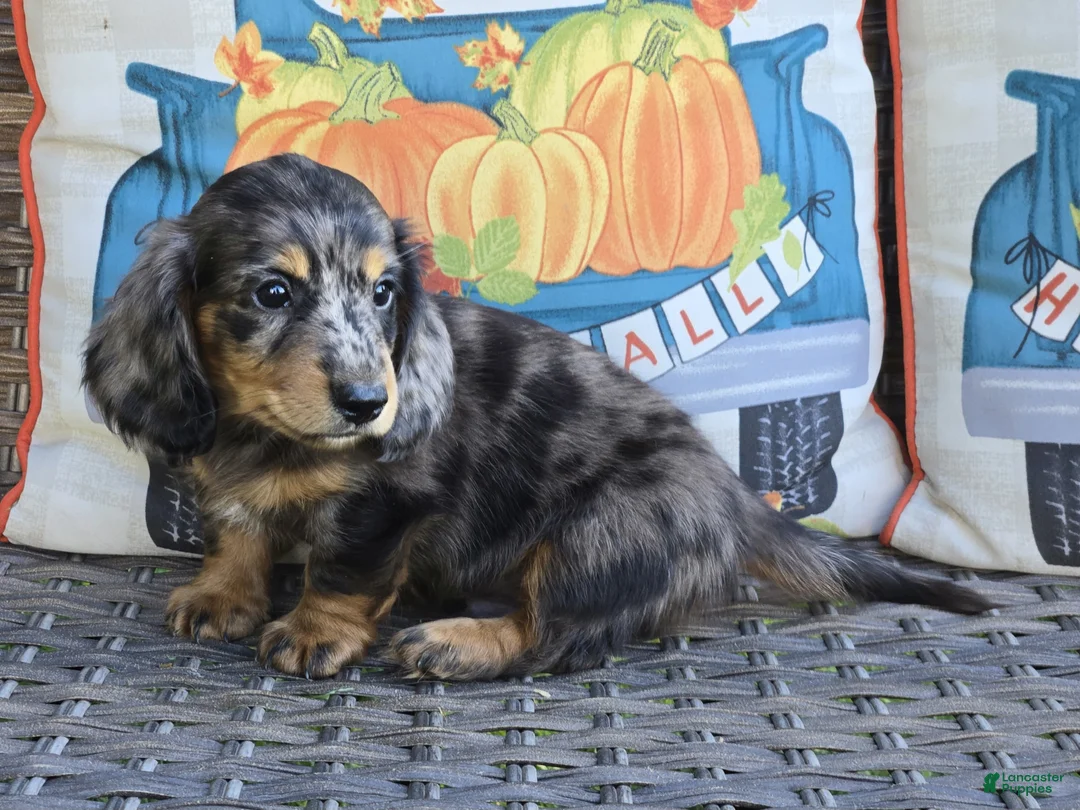 Miniature Dachshund dogs for sale: Drover - Ad 2