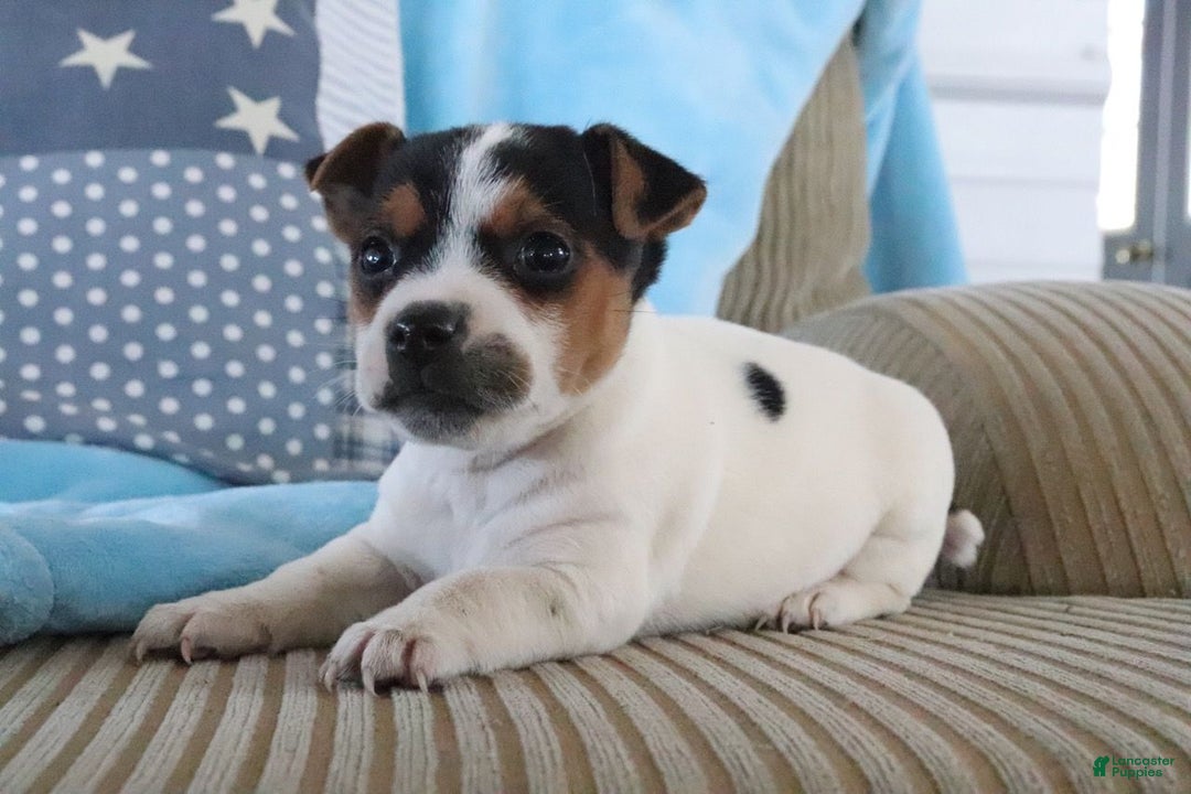 Jack Russell Terrier dogs for sale: Sailor - Ad 3