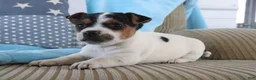 Jack Russell Terrier dogs for sale: Sailor - Ad 3