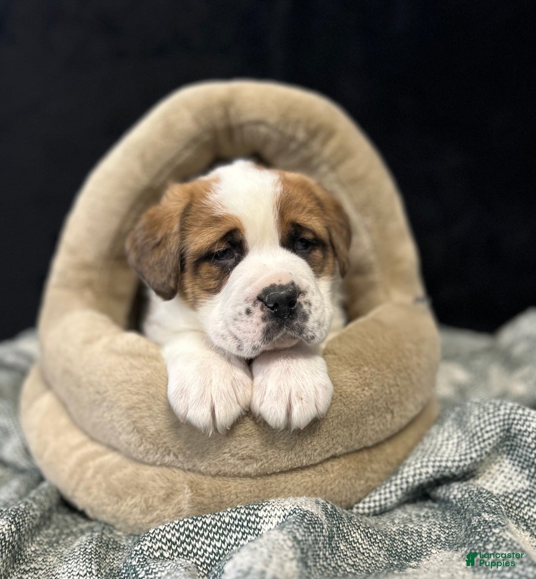 Saint Bernard dogs for sale: Jack - Ad 2