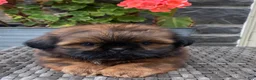 Shih Tzu dogs for sale: Lucy - Ad 5
