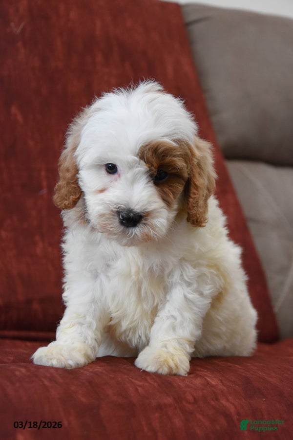 Cavapoo dogs Smokey - Ad 1