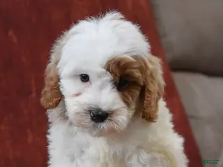 Cavapoo dogs for sale: Smokey - Ad 4