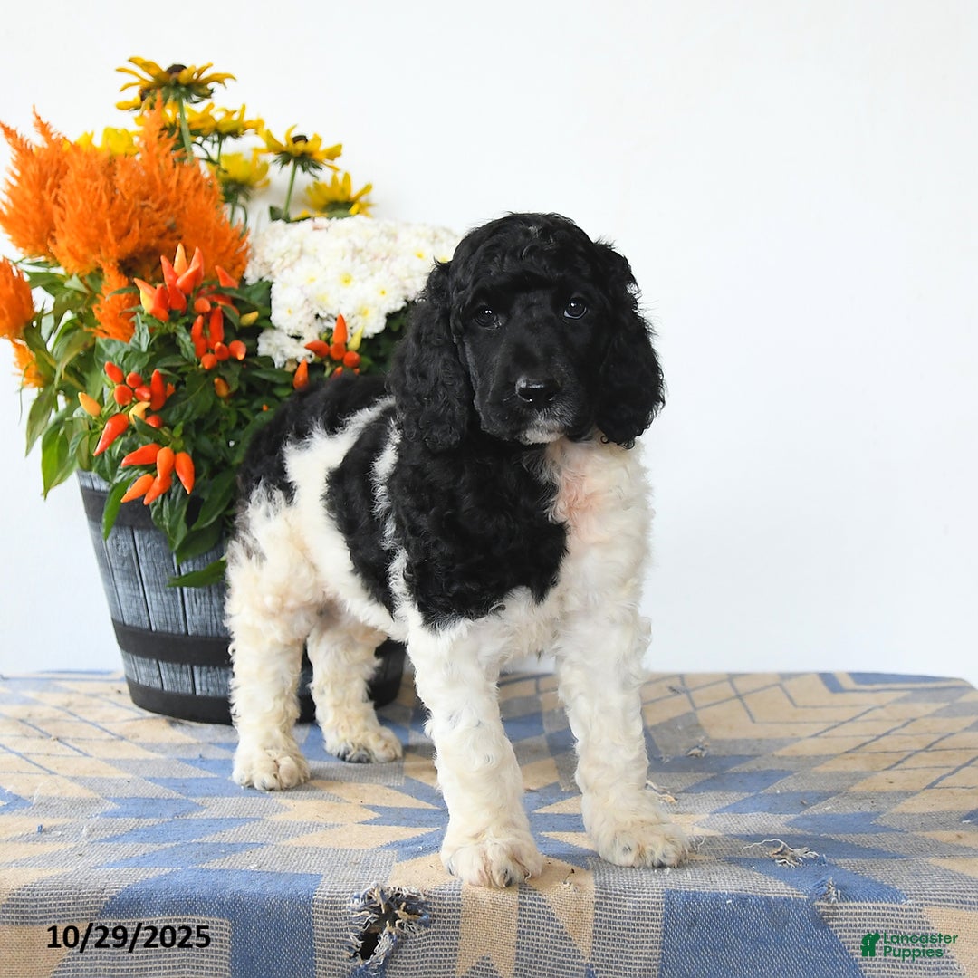 Standard Poodle dogs for sale: Monty - Ad 3