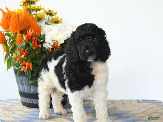 Standard Poodle dogs Monty - Ad 34